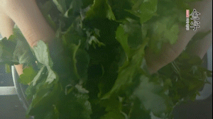 【面皮】1.鍋中水開時(shí)，放挑揀好的艾草和一撮小蘇打，第一遍煮開后倒掉，重新加水大火煮開后，小火煮1小時(shí)。煮爛的艾草用紗布瀝干。